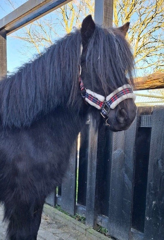 QHP Shetlander Halster incl. touw, Dieren en Toebehoren, Paarden en Pony's | Hoofdstellen en Tuigage, Ophalen, Shetlander, Meerkleurig