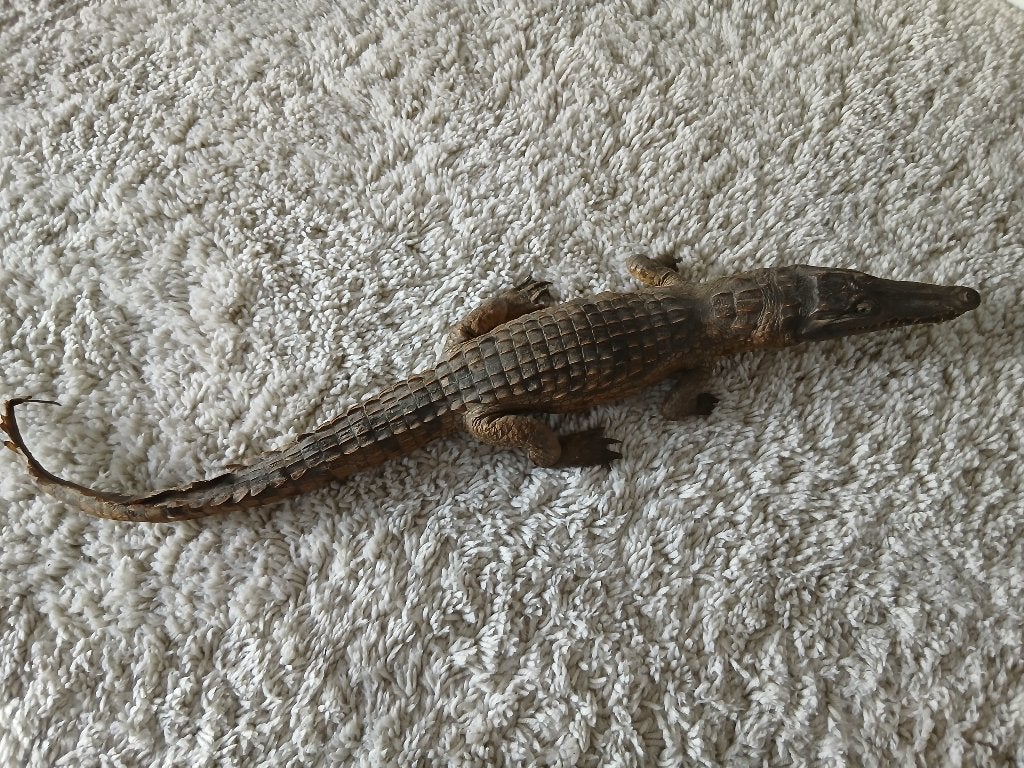 Opgezette krokodil, Ophalen, Gebruikt, Wild dier, Opgezet dier