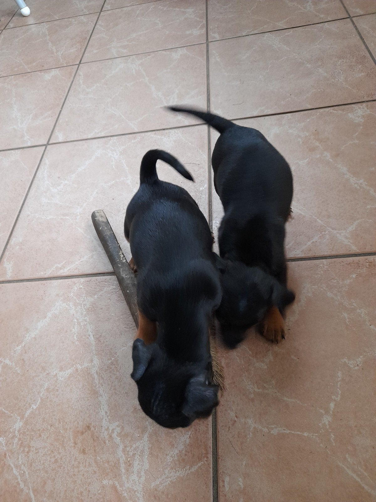 2 jack russel/ pincher reutjes, Parvo, Jack Russell Terriër, Reu, 8 tot 15 weken