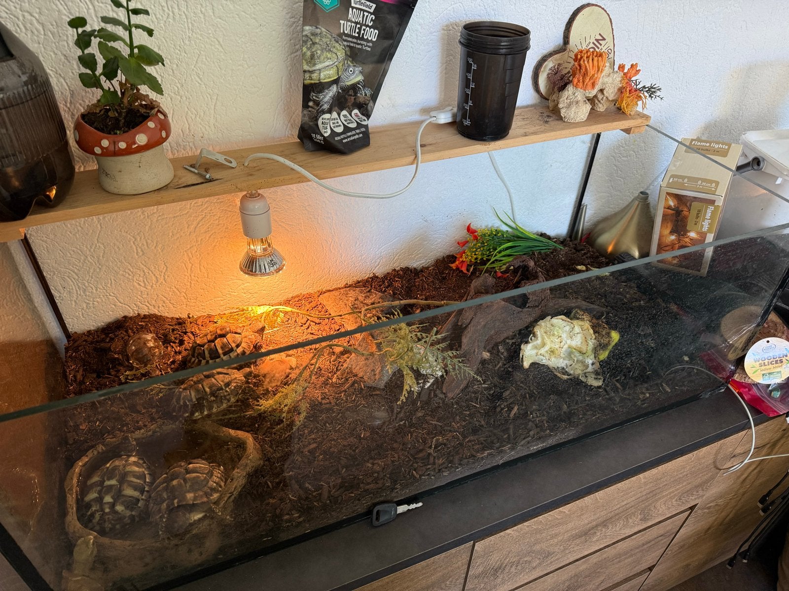 Te koop: 4 Griekse landschildpadjes Tortoise - unknown for sale from Rodzina Visser