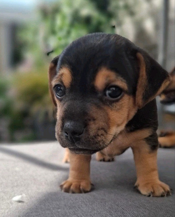 Prachtig Jack Russel reutje, Jack Russell Terriër, Reu, 8 tot 15 weken, Eén hond