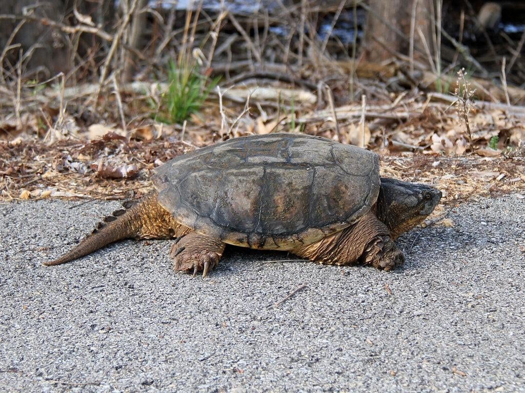 Tekoop gevraagd bijt schildpad Chelydra serpentina, Dieren en Toebehoren, Schildpad