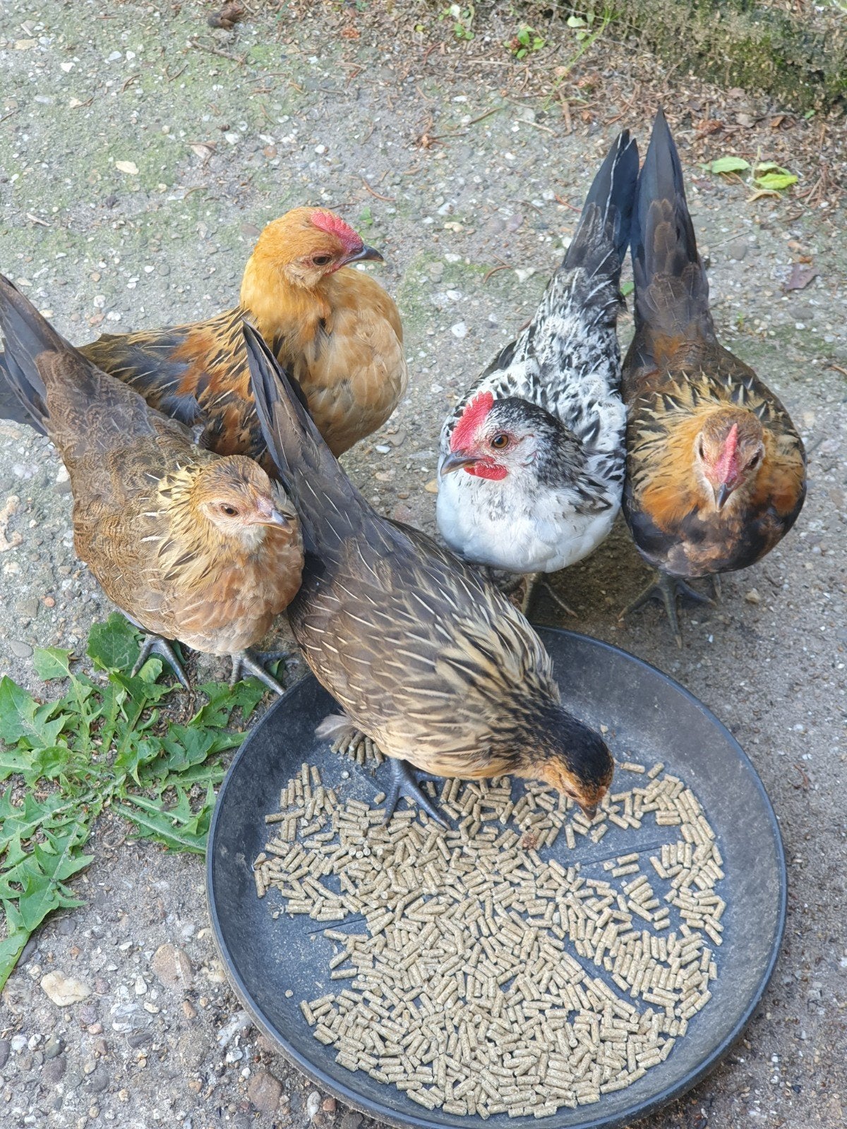Mooie Hollandse krieltjes, Dieren en Toebehoren, Pluimvee, Meerdere dieren, Kip
