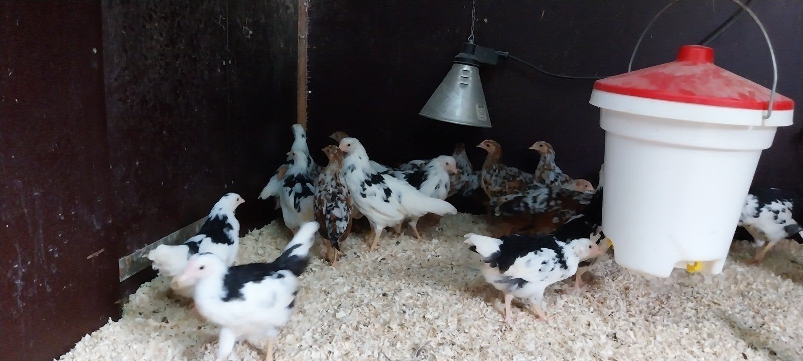leghorn hennen te koop, Dieren en Toebehoren, Vrouwelijk, Kip