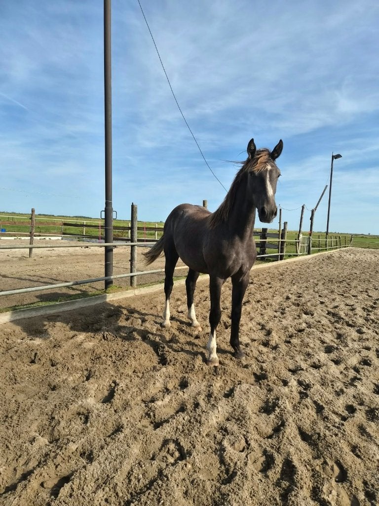 KWPN Jaarling Ojee B, Springpaard, Met stamboom, Ruin, Niet van toepassing