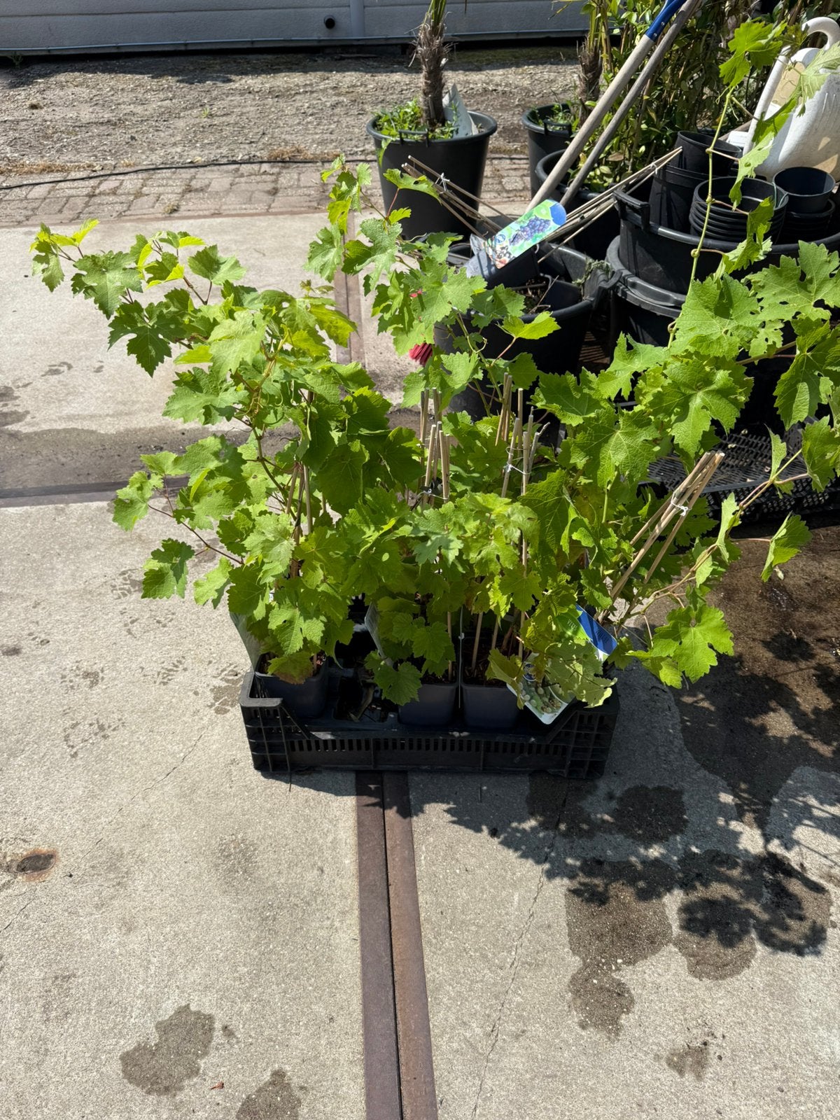 Mooie holandse druiven planten mooie hoogte 9.95 pst geent, Ophalen, Volle zon, Vaste plant, Zomer