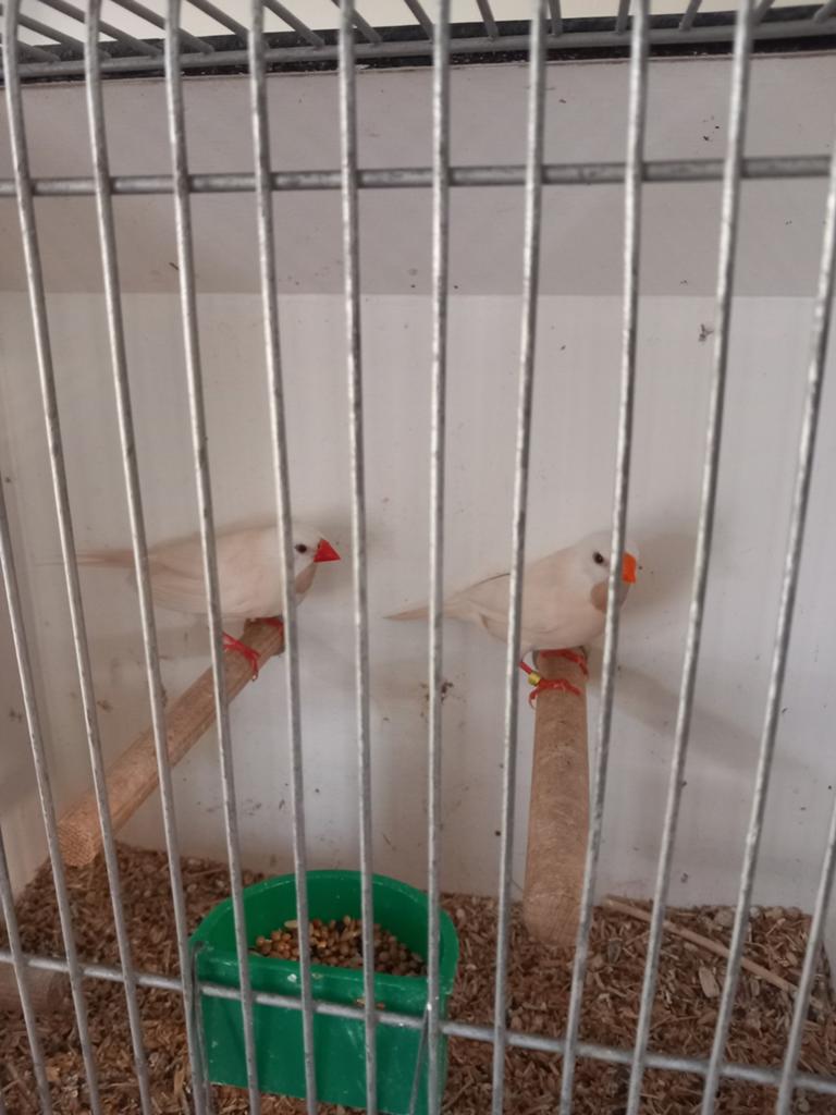 Te koop mooi span Spitsstaart amadines, kleur Crème-ino, Dieren en Toebehoren, Meerdere dieren, Tropenvogel