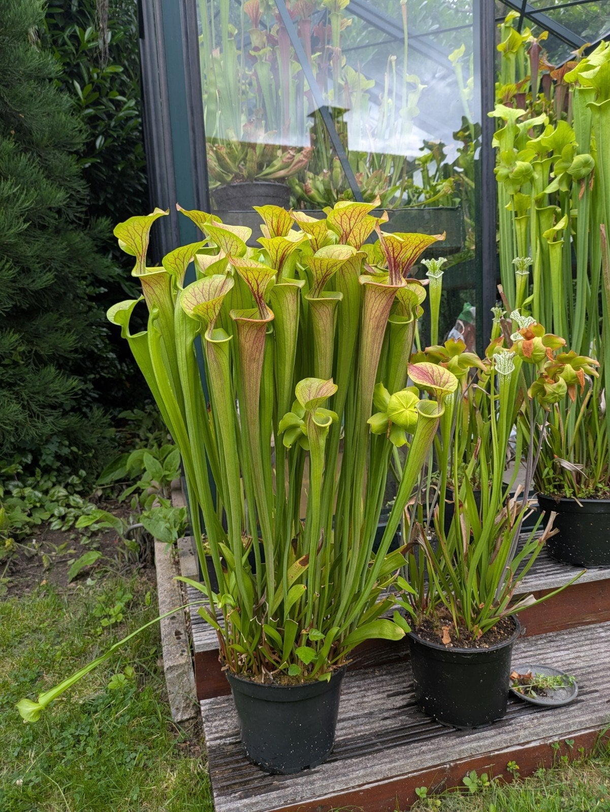 Sarracenia flava var atropurpurea - Vleesetende plant, Volle zon, Vaste plant, Zomer, Ophalen