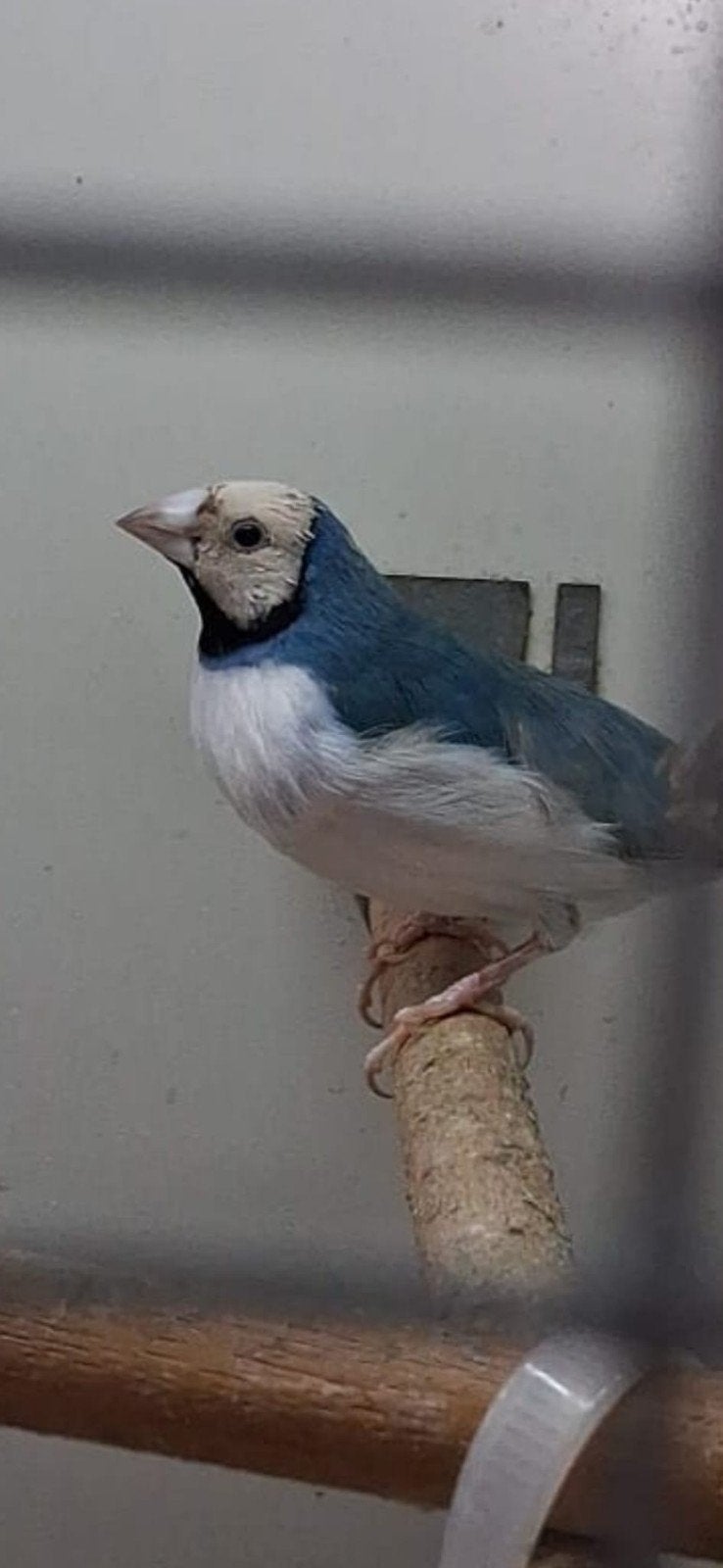 gouldamadines blauw, Dieren en Toebehoren