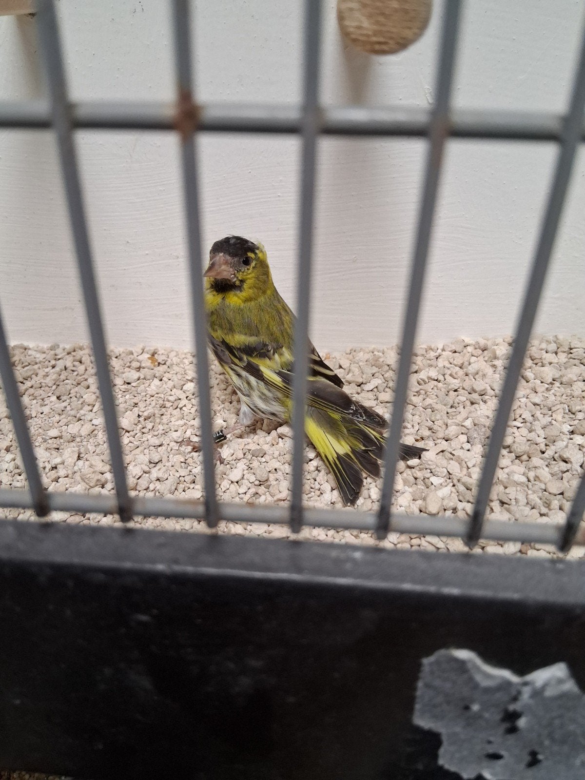 Mooie europese sijs man, Mannelijk, Wildzangvogel, Geringd