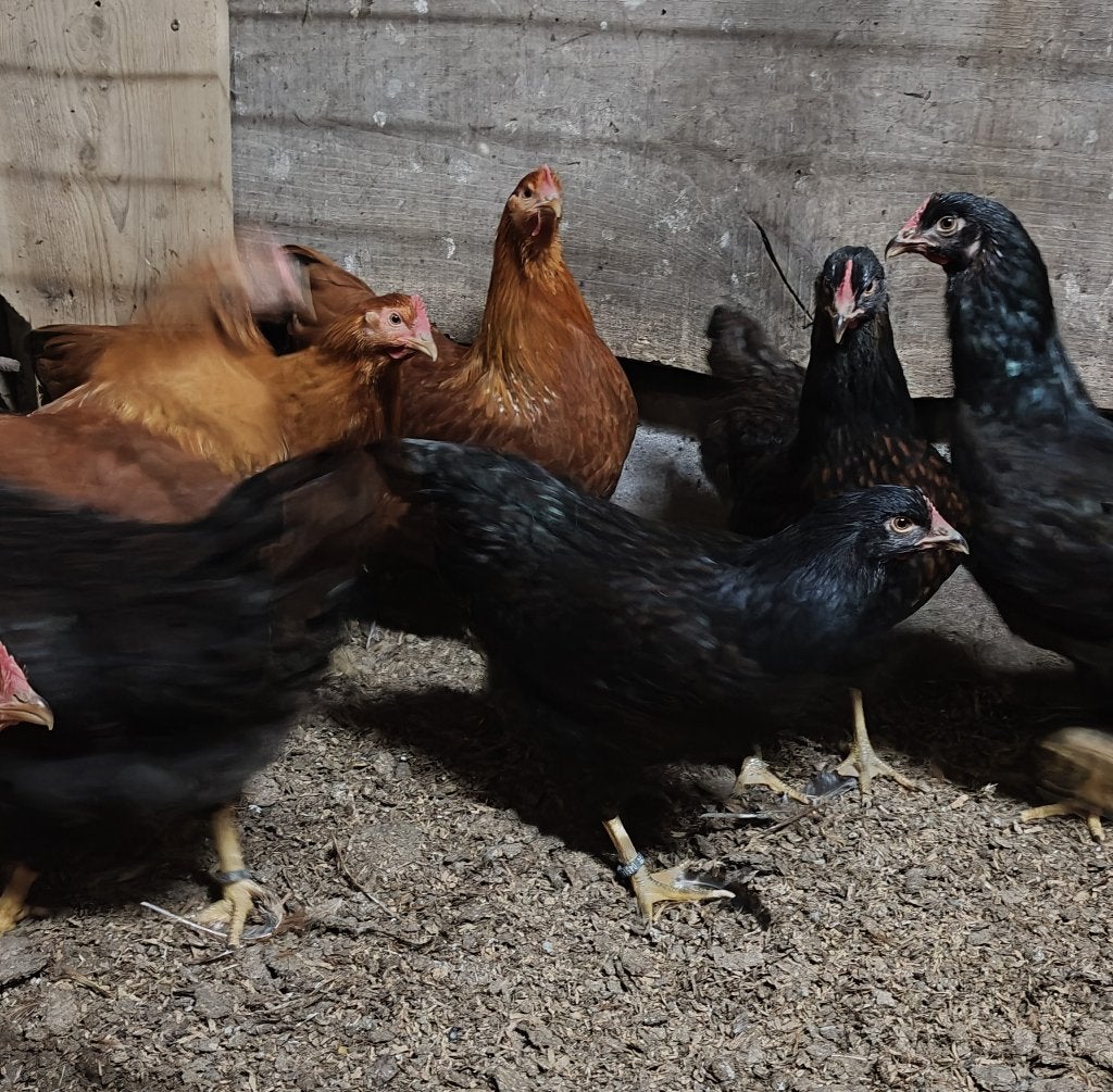 Barnevelder hennen groot, 4,5 maand oud, Dieren en Toebehoren, Pluimvee, Vrouwelijk, Kip