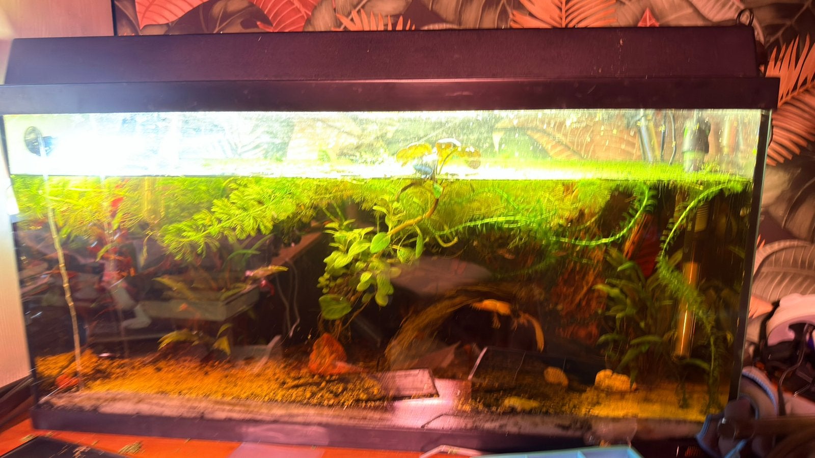 Aquarium met vissen, 100+ garnalen + extern filter en meer, Dieren en Toebehoren, Vissen | Aquaria en Toebehoren, Ophalen of Verzenden