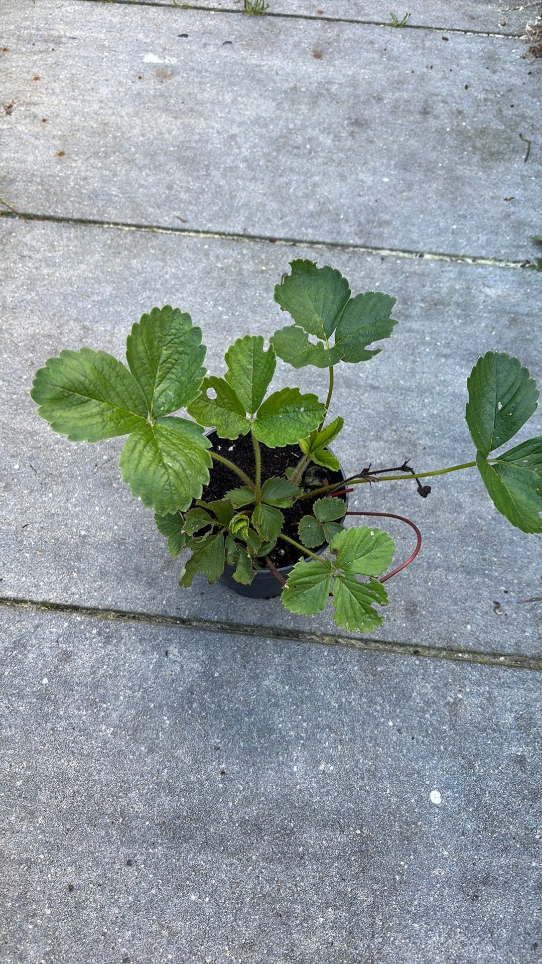Aardbei planten, Ophalen, Overige soorten, Volle zon