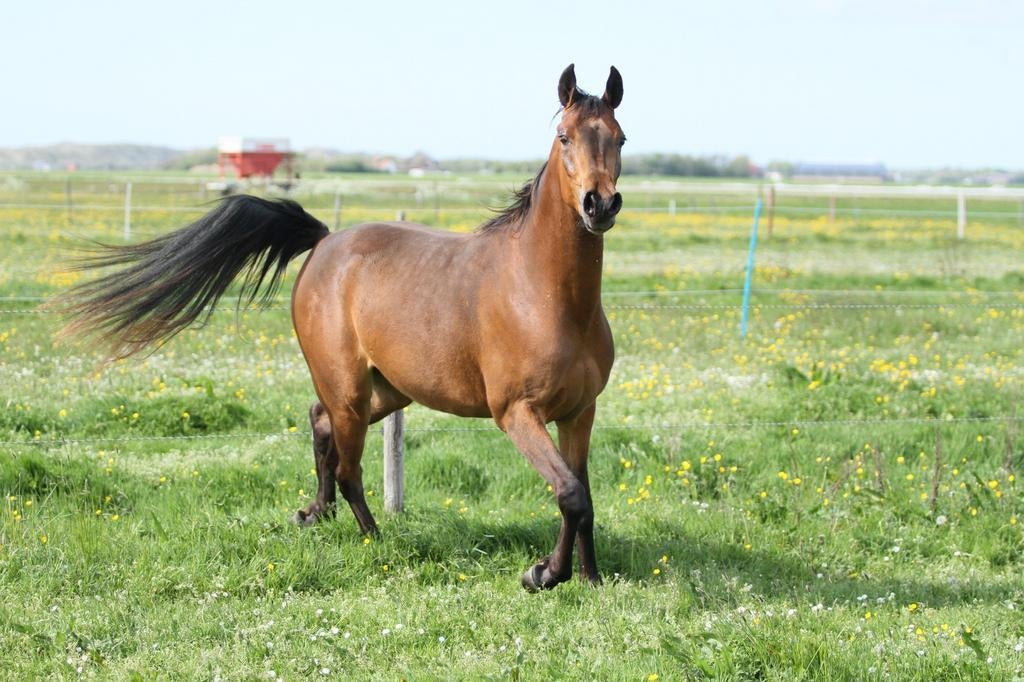 Arabische volbloed, Dieren en Toebehoren, Merrie