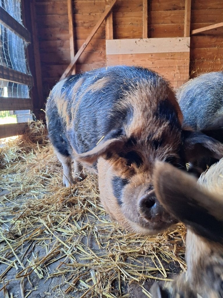 Kune Kune stamboek dekbeer, Dieren en Toebehoren, Schapen, Geiten en Varkens, Mannelijk, Varken, 0 tot 2 jaar