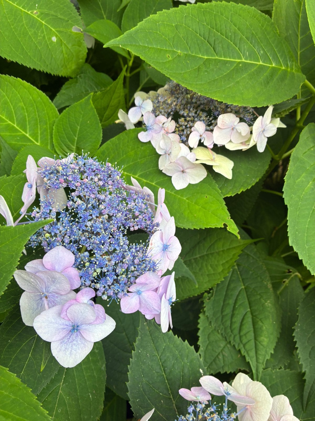Hortensia’s, Tuin en Terras, Ophalen, Halfschaduw
