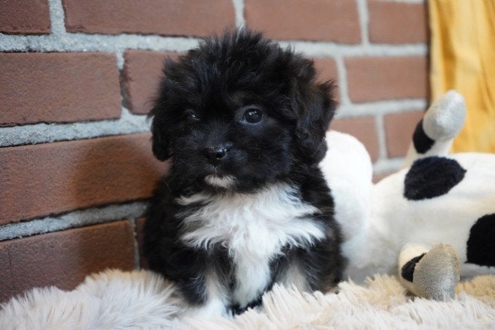 Grappige boomer pups, kruising spaniel - shih tzu, teefjes., Nederland, Overige rassen, 8 tot 15 weken, CDV (hondenziekte)