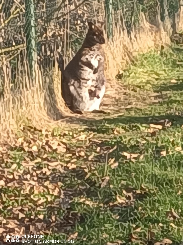 Kangoeroe wallaby, Ophalen, Nieuw, Overige typen