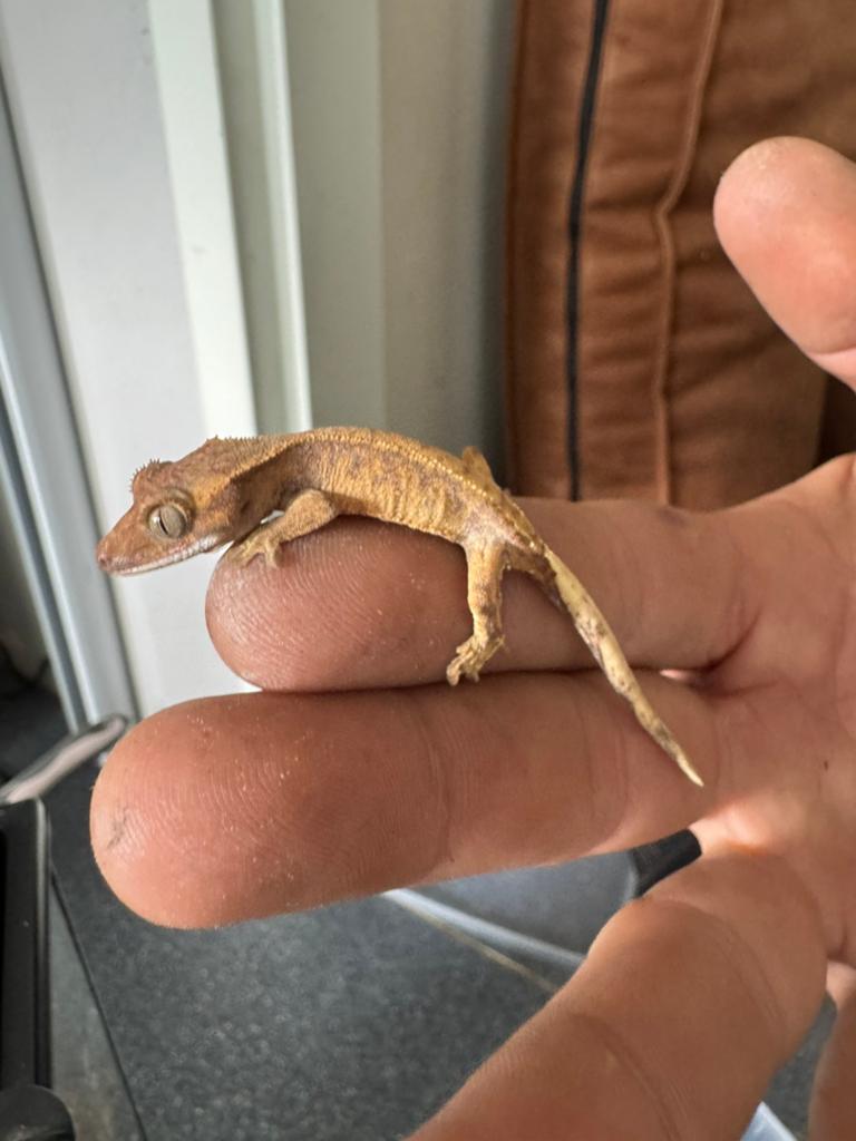 Baby wimpergekko Crested Gecko - unknown for sale from manouk van Oeveren