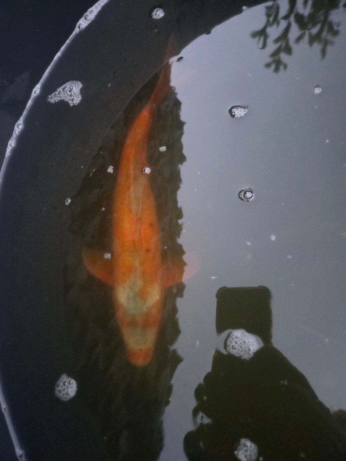 Kawarimono koi, Karper of Koi