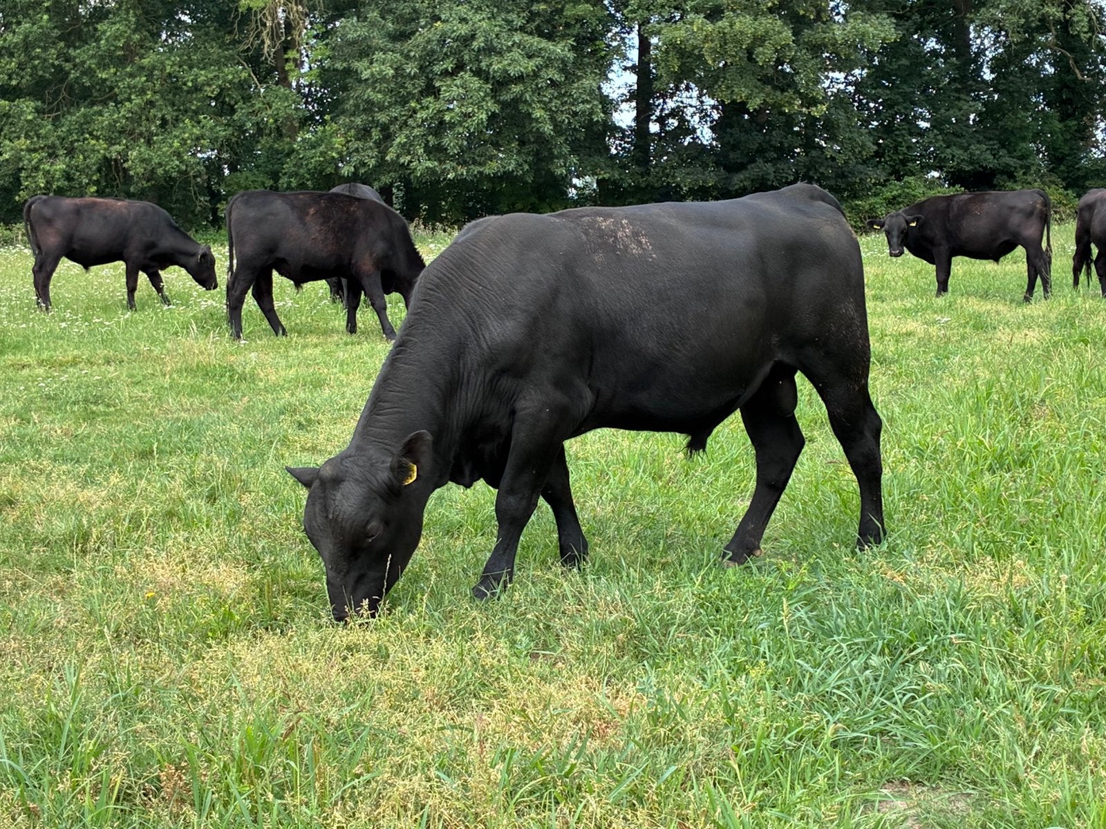 100% Aberdeen Black Angus stier, Dieren en Toebehoren, Runderen, Mannelijk