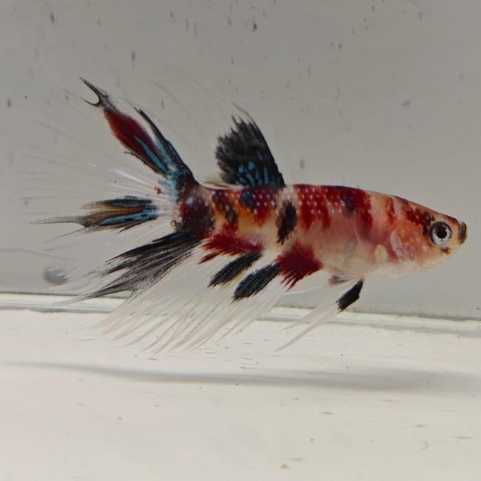 Betta splendens man 73, Dieren en Toebehoren, Vis