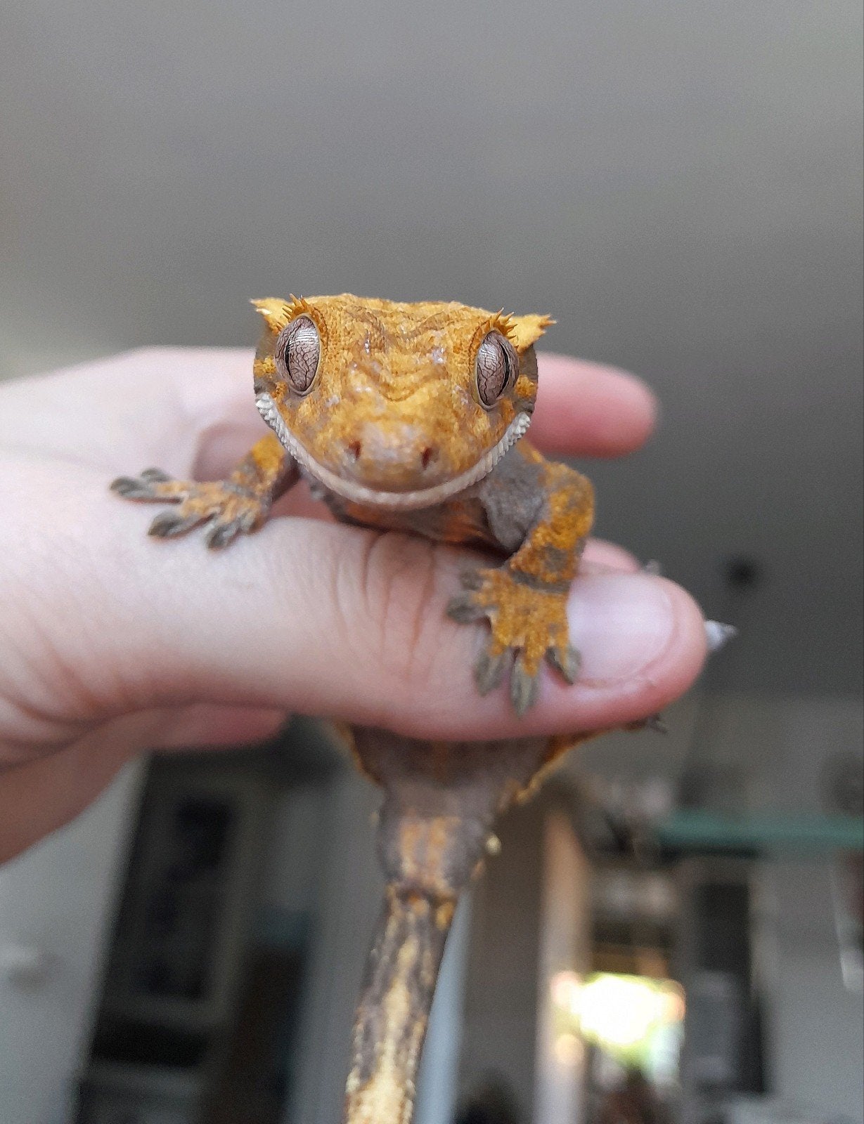 Wimper gecko baby (man) harlequin & dalmatian mix Crested Gecko - male for sale from Nikki