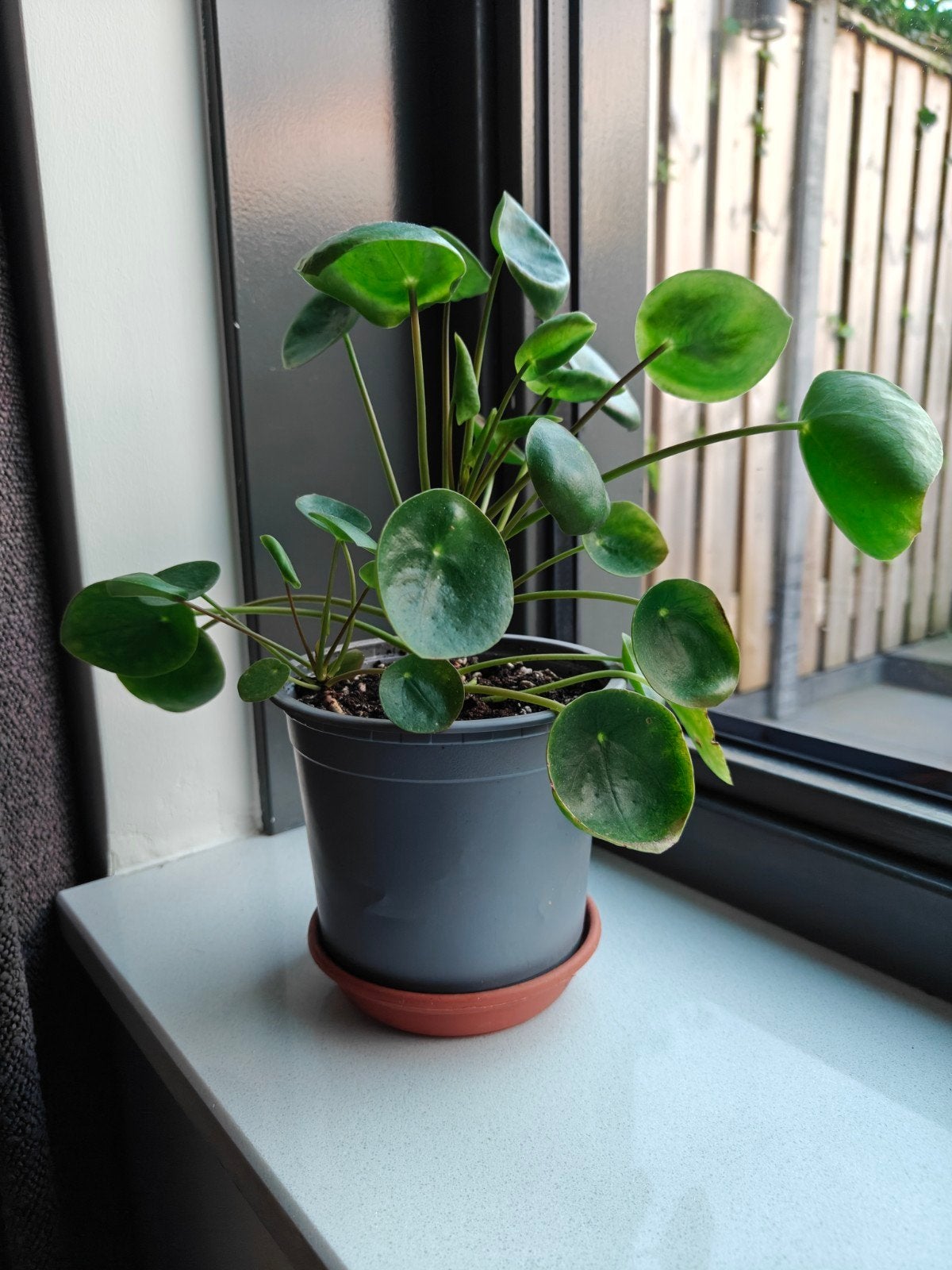 Pannenkoekenplant - Gezond en Goed Groeiend (20-25cm), Huis en Inrichting, Kamerplanten, Ophalen, Overige soorten, Halfschaduw
