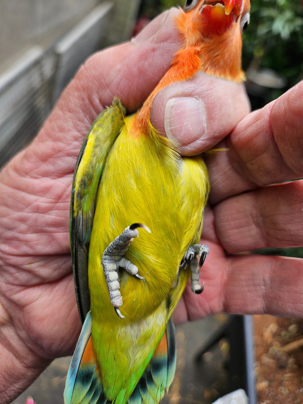 Mooie olijfkleurige fisheri, 8 weken, Geslacht onbekend, Dwergpapegaai of Agapornis, Tam