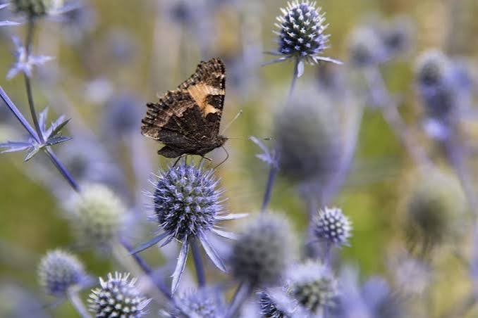 Kruisdistel zaden (BIOLOGISCH), Tuin en Terras, Bloembollen en Zaden, Ophalen of Verzenden, Najaar, Volle zon, Zaad
