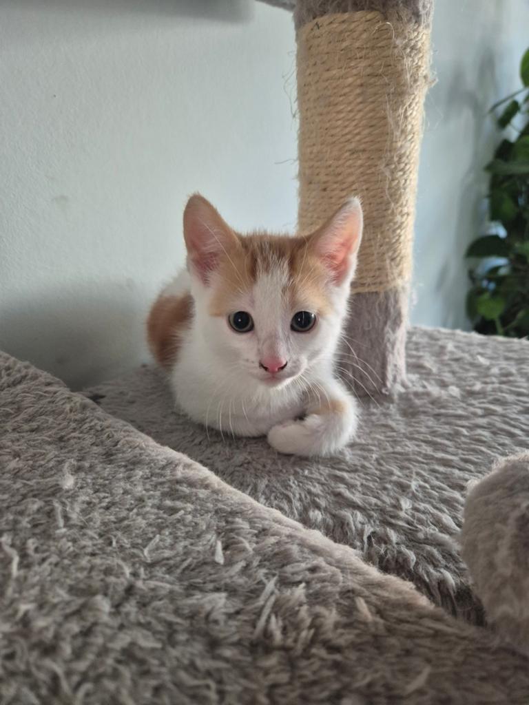 Lieve Europees Korthaar kitten zoekt nieuw huis, Kater, Ontwormd, 0 tot 2 jaar