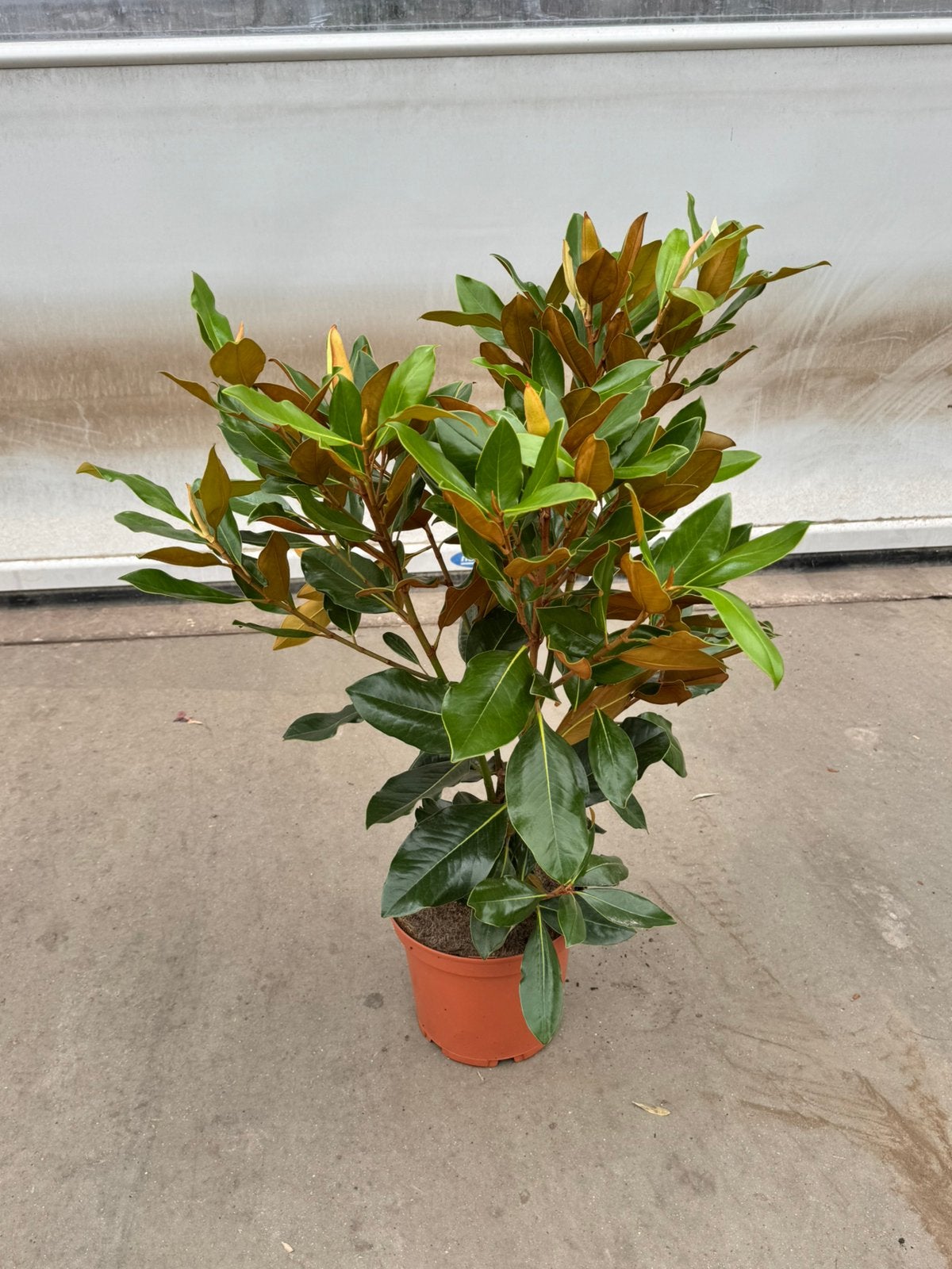 Magnolia struik p 24 cm h 80 cm, Ophalen, Overige soorten, Minder dan 100 cm