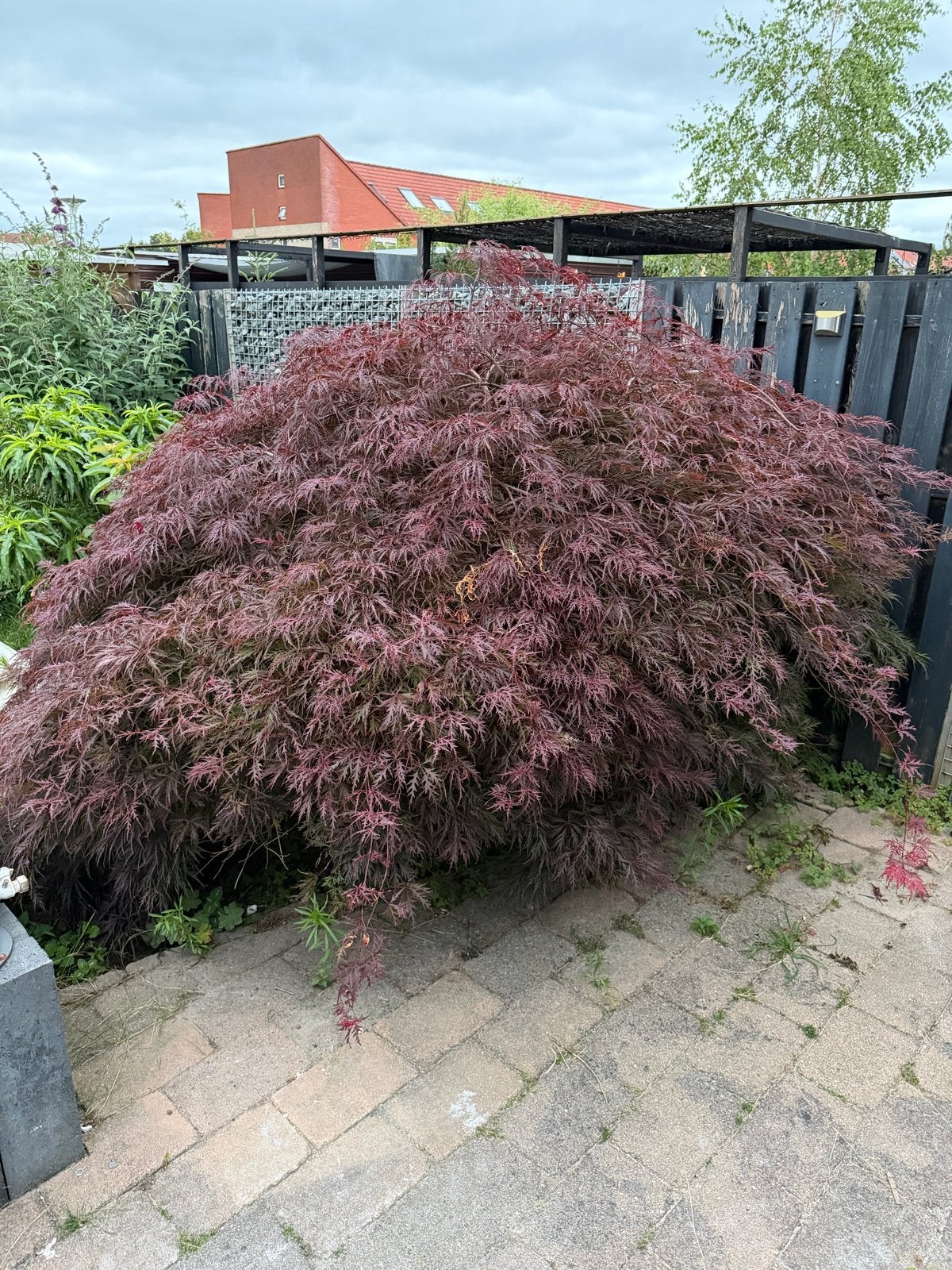 Grote Japanse Esdoorn - Zelf uitgraven, Tuin en Terras, Ophalen, Esdoorn, Struik, 250 cm of meer