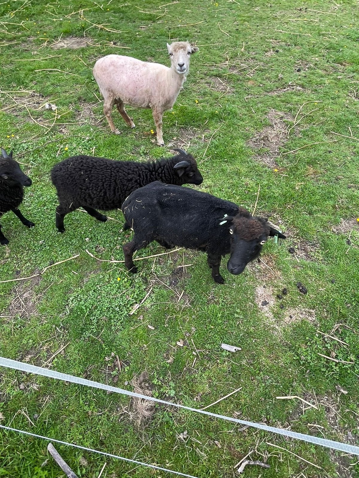 Ouessant ooi + lam (moet zsm weg), Dieren en Toebehoren, Meerdere dieren, Schaap