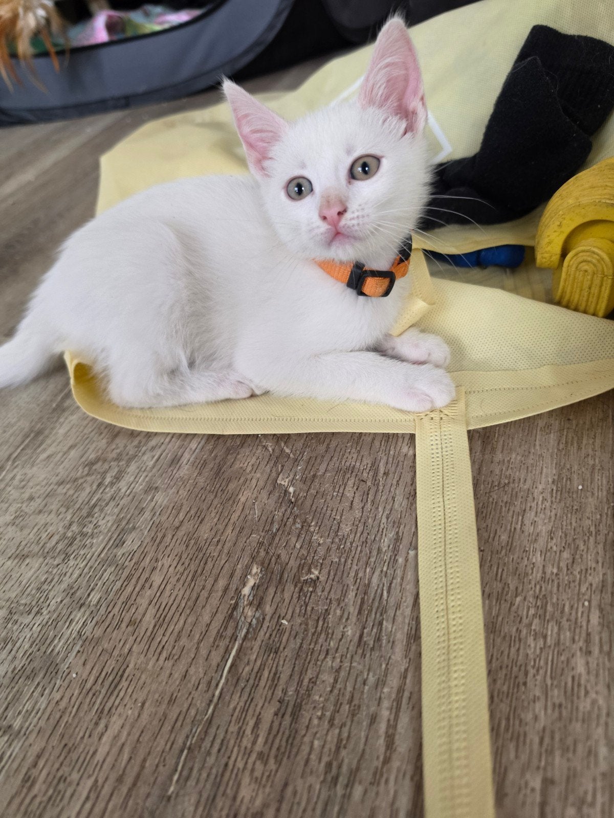 Nog 2 leuke lieve vrouwtjes kittens te koop, Dieren en Toebehoren, Katten en Kittens | Raskatten | Korthaar, Poes, Gechipt, 0 tot 2 jaar