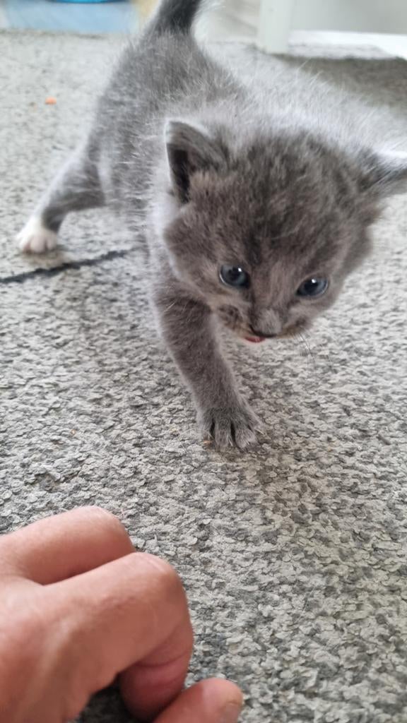 een mannelijke en een vrouwelijke kat, Dieren en Toebehoren, Poes