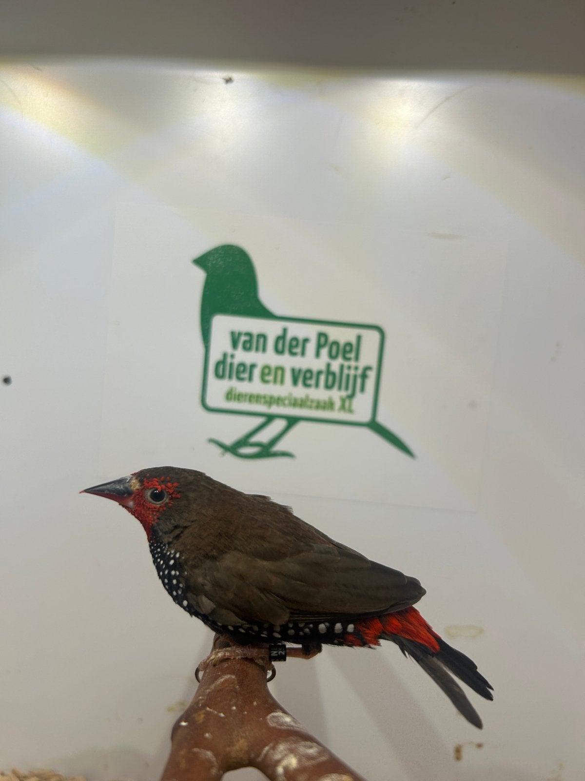 2-0 emblema picta, Mannelijk, Tropenvogel