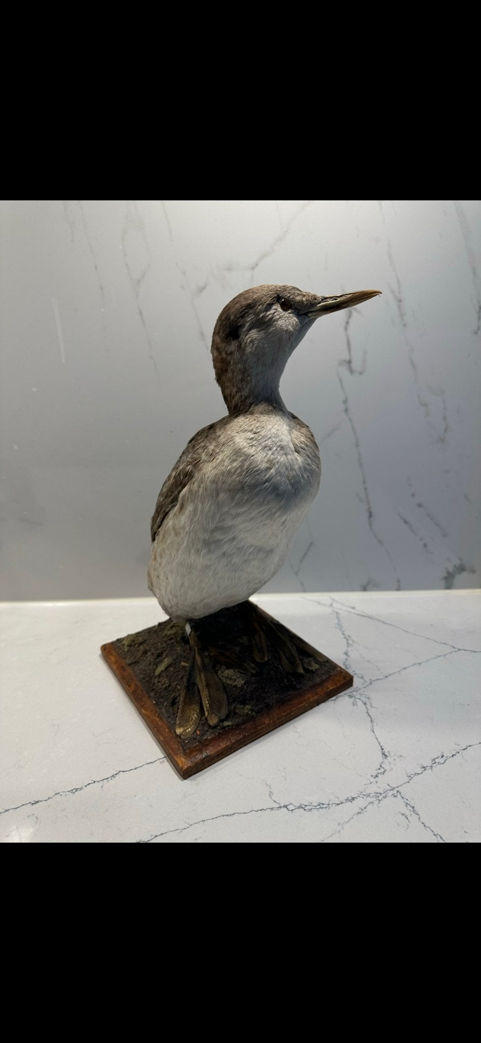 Opgezette roodhalsfuut in winterkleed, Ophalen of Verzenden, Vogel, Opgezet dier
