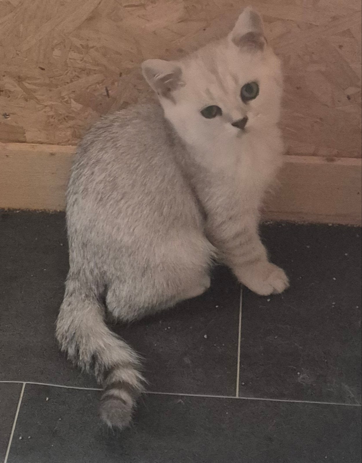 Prachtige britse korthaar katertjes te koop, Kater, Gechipt, 0 tot 2 jaar
