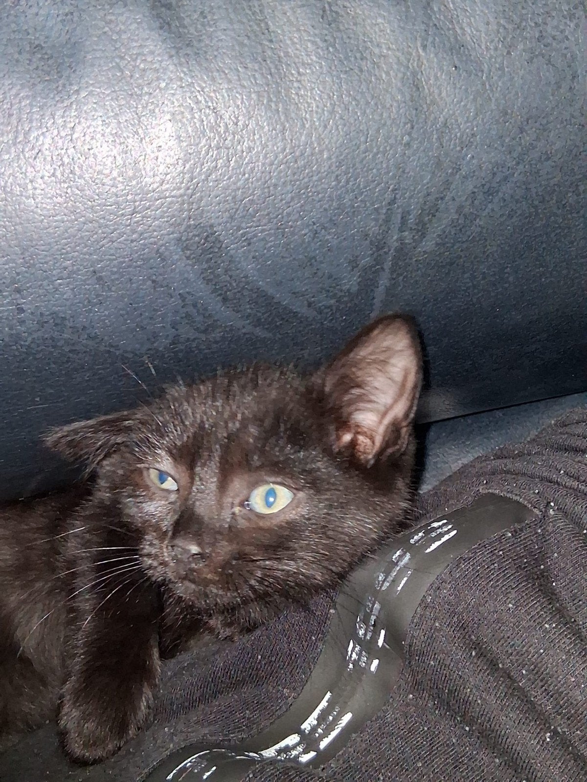 Kittens te koop alleen ophalen