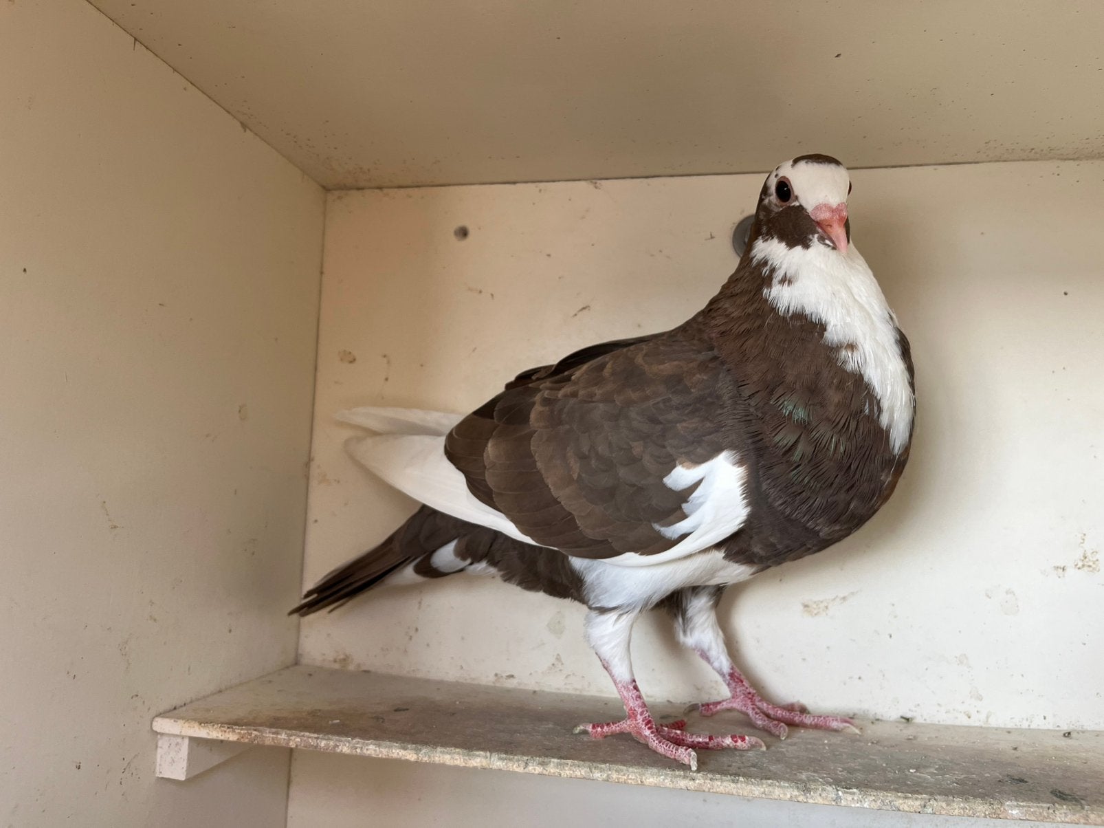 Jong oliebont duifje, Dieren en Toebehoren, Vogels | Duiven, Vrouwelijk, Kropper