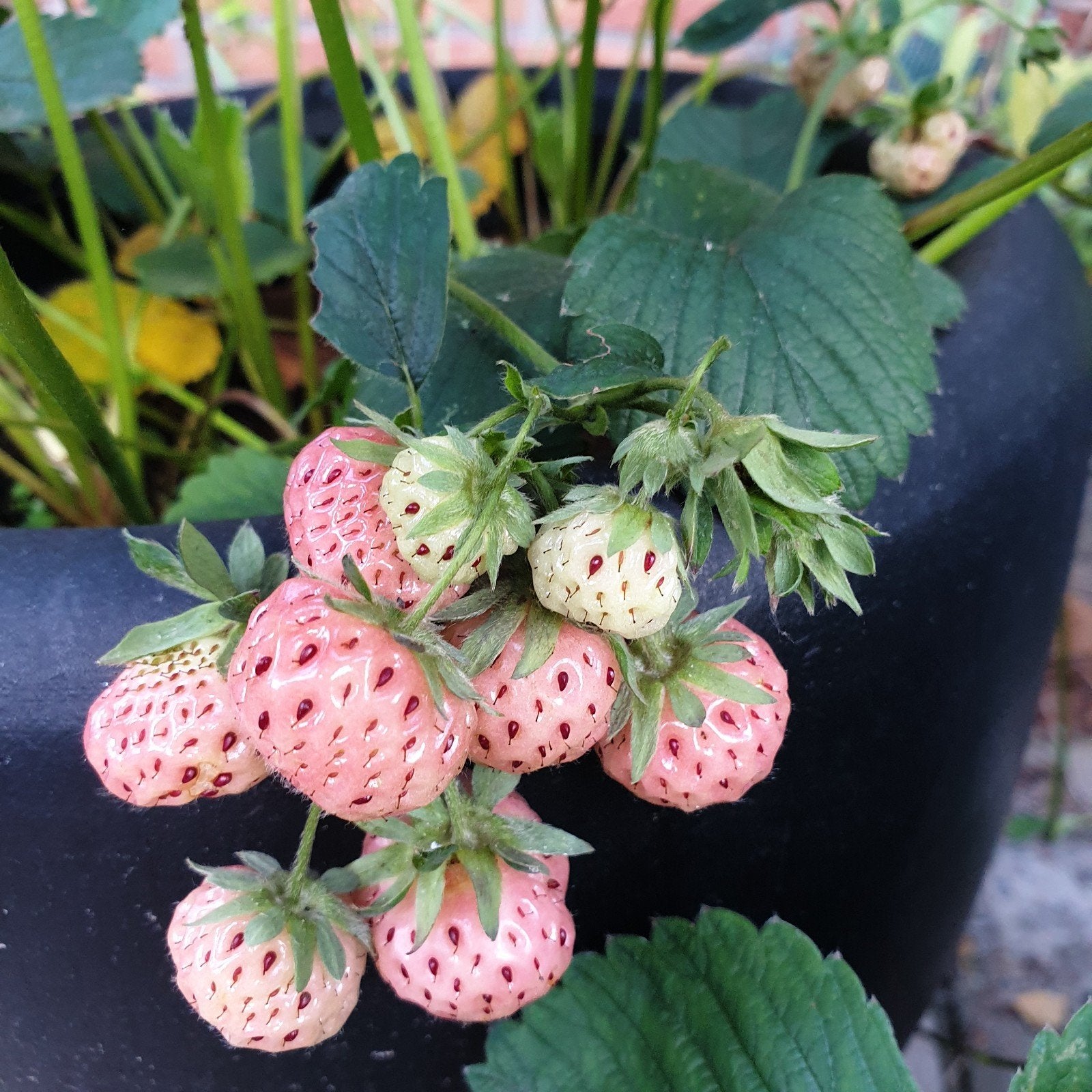 Ananasaardbeien plantjes - Unieke fruitsoort voor uw tuin!, Ophalen of Verzenden, Eenjarig, Groenteplanten, Volle zon