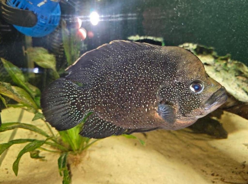 Starry Night Cichliden man (Paratilapia polleni), Dieren en Toebehoren, Vissen | Aquariumvissen, Vis