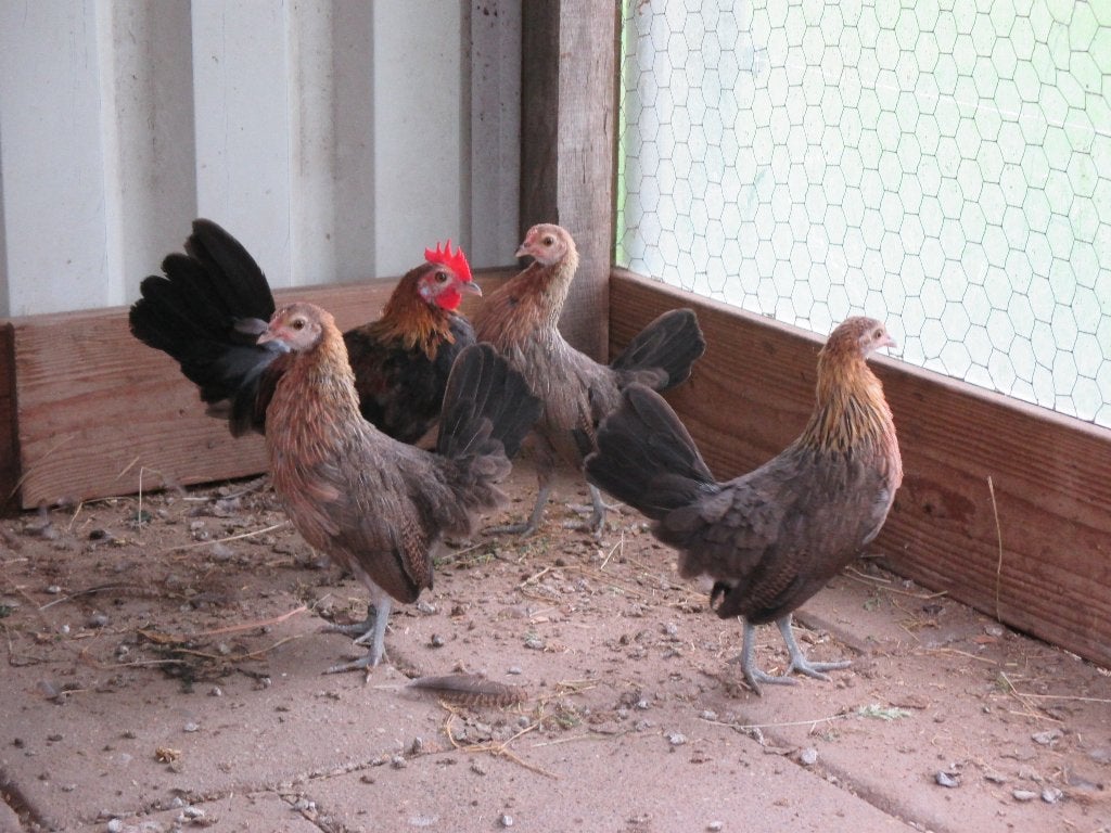 Hollandse kriel kuikens, Dieren en Toebehoren, Pluimvee, Meerdere dieren, Kip
