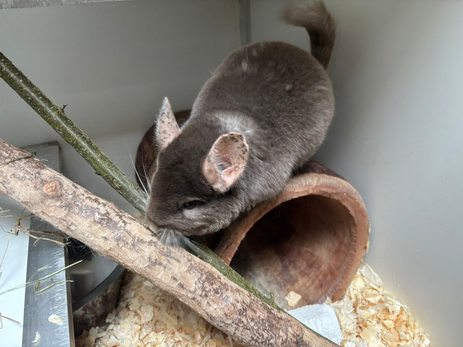 Twee chinchilla dames met een uitdaging!, Mei, Vrouwelijk, Chinchilla