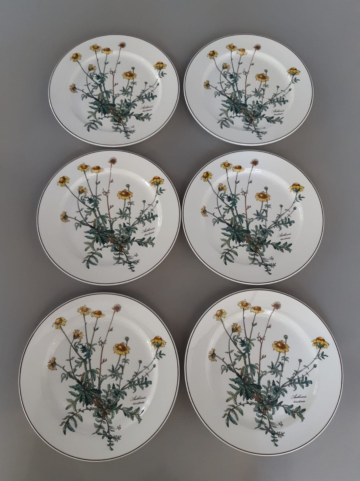 6 Dinerborden 24 cm Villeroy en Boch Botanica, Gebruikt, Ophalen of Verzenden, Bord(en), Overige stijlen