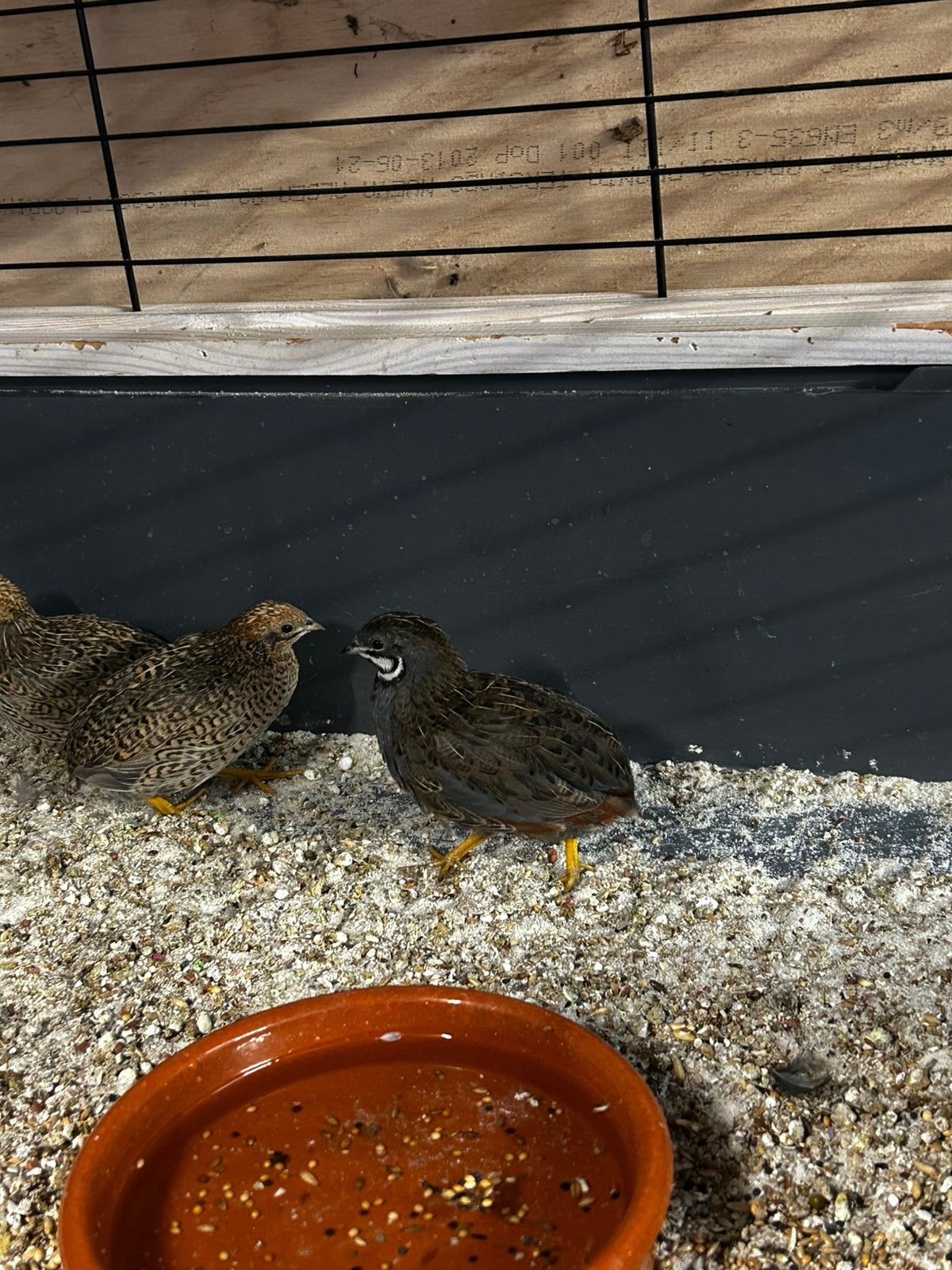 Chineese dwergkwartels natuurbroed., Dieren en Toebehoren, Vogels | Overige Vogels, Meerdere dieren