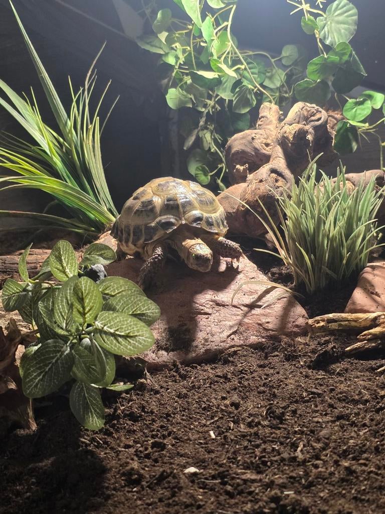 Land Schildpadden Testudo horsfieldii Tortoise - unknown for sale from Timo