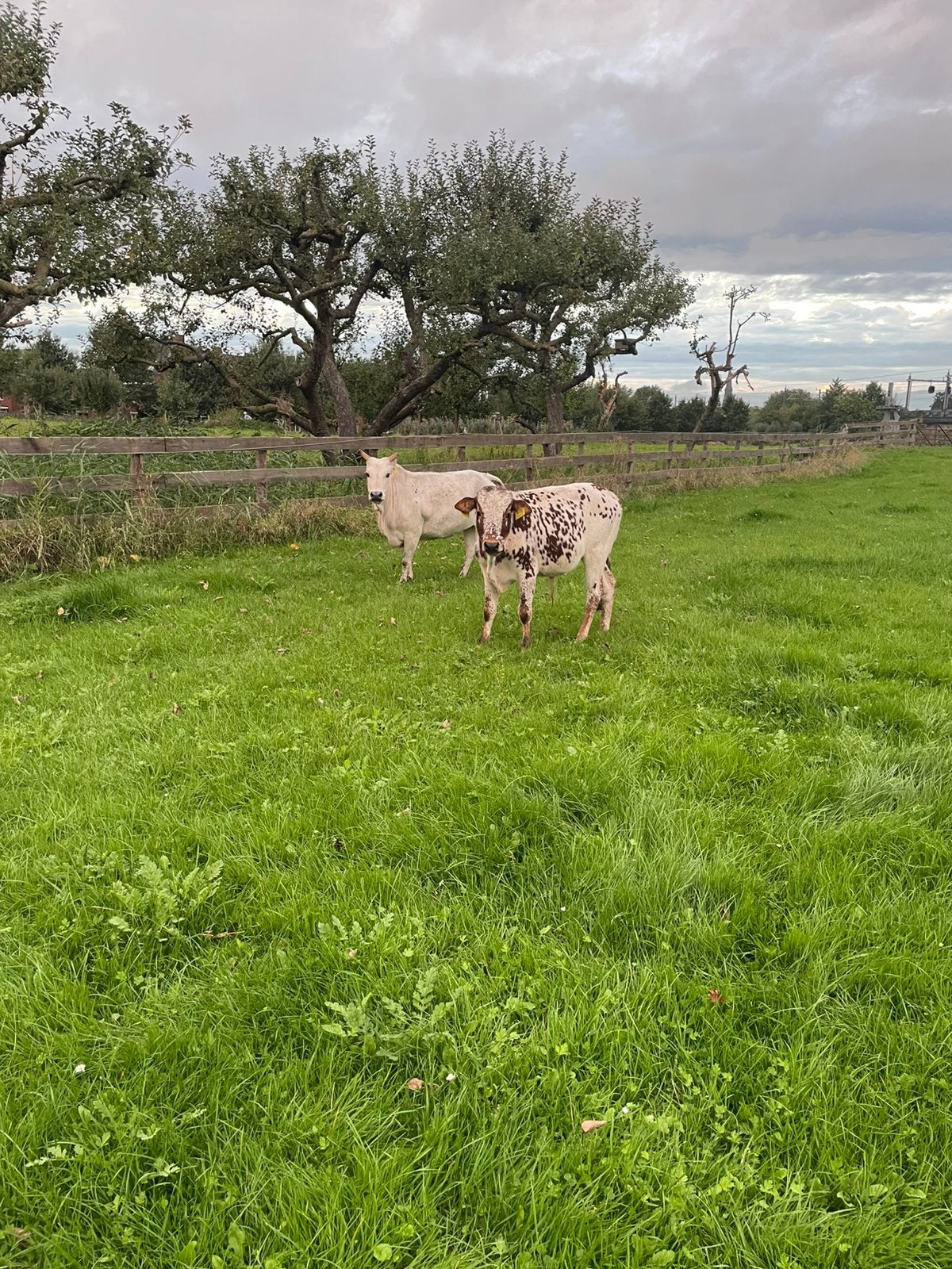 Mini zeboes, Dieren en Toebehoren, Meerdere dieren