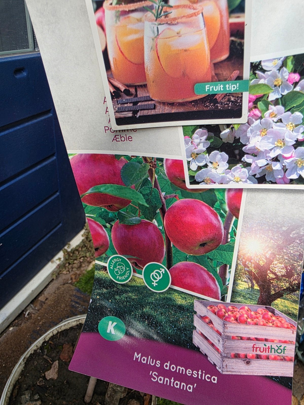 Appelboom 'Santana' - Allergievriendelijk fruit, Ophalen, Volle zon, Vaste plant, Fruitplanten
